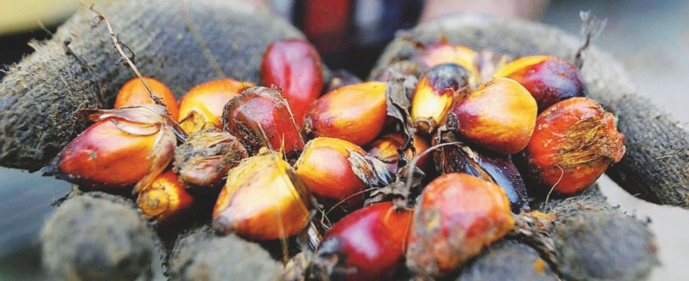 Le bacche da cui viene ricavato l’olio di palma, usato come ingrediente in moltissimi prodotti - Ansa Disboscamento e grassi saturi: tutta la verità sull’olio di palma