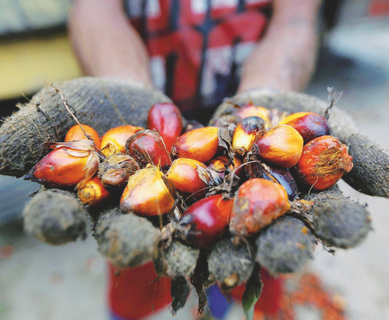 Le bacche da cui viene ricavato l’olio di palma, usato come ingrediente in moltissimi prodotti - Ansa Disboscamento e grassi saturi: tutta la verità sull’olio di palma