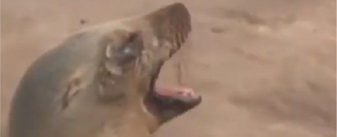 Copertina di La disperazione del leone marino: cerca di rianimare il cucciolo morto