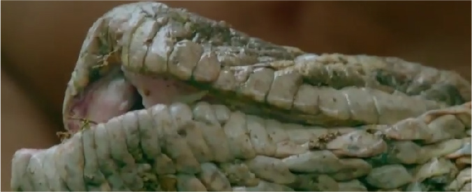 Copertina di La cattura dell’anaconda gigante: a scovarla nella foresta amazzonica è il reporter della Bbc