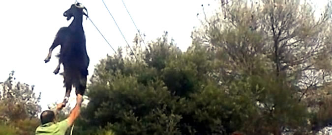 Copertina di Il mistero della capra appesa per le corna ai cavi del telefono: salvata grazie ad alcuni passanti