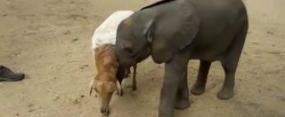 Copertina di Sudafrica, mamma pecora adotta un elefantino rimasto orfano. E Amanzi ora la segue ovunque