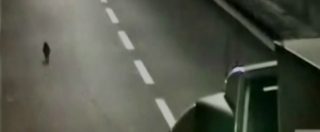 Copertina di Genova, gatto provoca un incidente sull’A12 e fugge: l’appello della polizia per ritrovare Silver