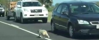 Copertina di Australia, fermi tutti e traffico in tilt: c’è un adorabile koala in mezzo alla strada