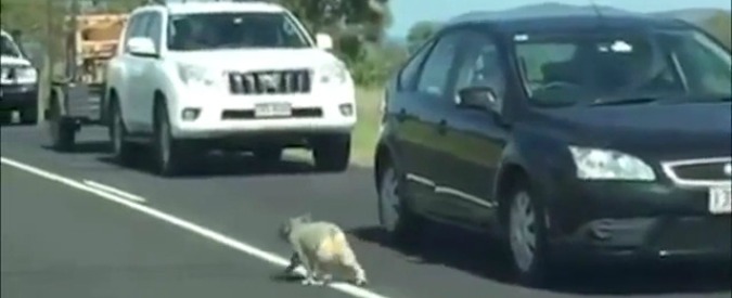 Copertina di Australia, fermi tutti e traffico in tilt: c’è un adorabile koala in mezzo alla strada