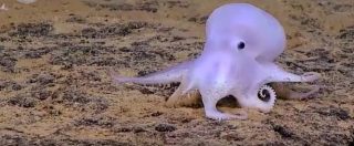Copertina di Hawaii, scoperto nei fondali il polpo fantasma Casper: nuova specie gelatinosa e senza pinne