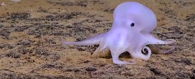 Copertina di Hawaii, scoperto nei fondali il polpo fantasma Casper: nuova specie gelatinosa e senza pinne