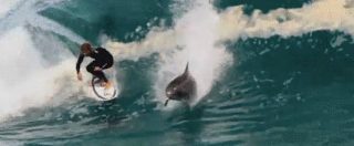Copertina di Australia, surfista e delfino cavalcano insieme la cresta di un’onda