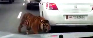 Copertina di Panico in autostrada: tigre a spasso in mezzo alle macchine in Qatar