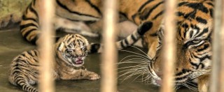 Copertina di Cina, cresce business del ‘liquore di tigre’: “6.000 esemplari allevati per produrlo”