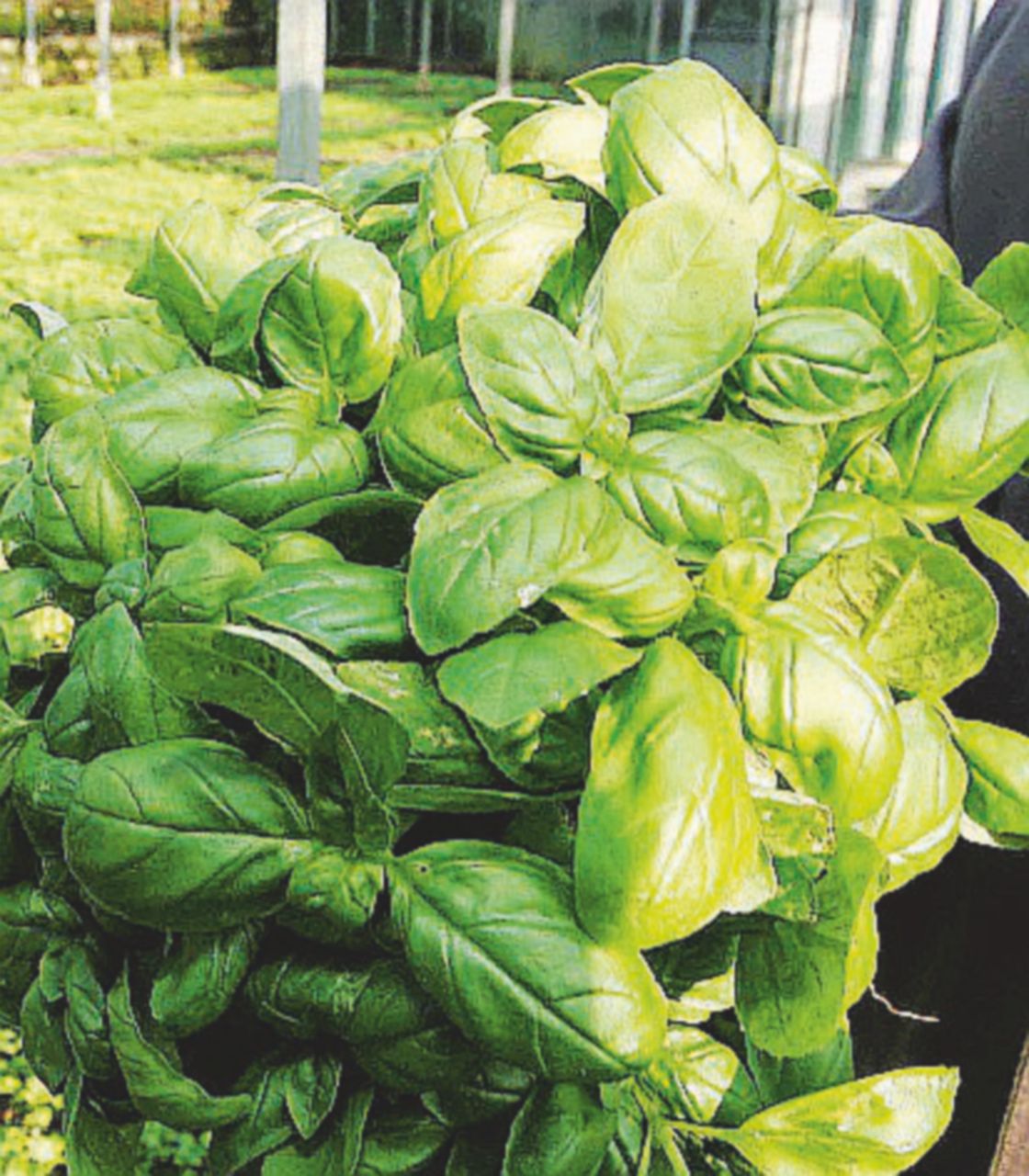 Basilico indiano e broccolo cinese. La black list del cibo contaminato