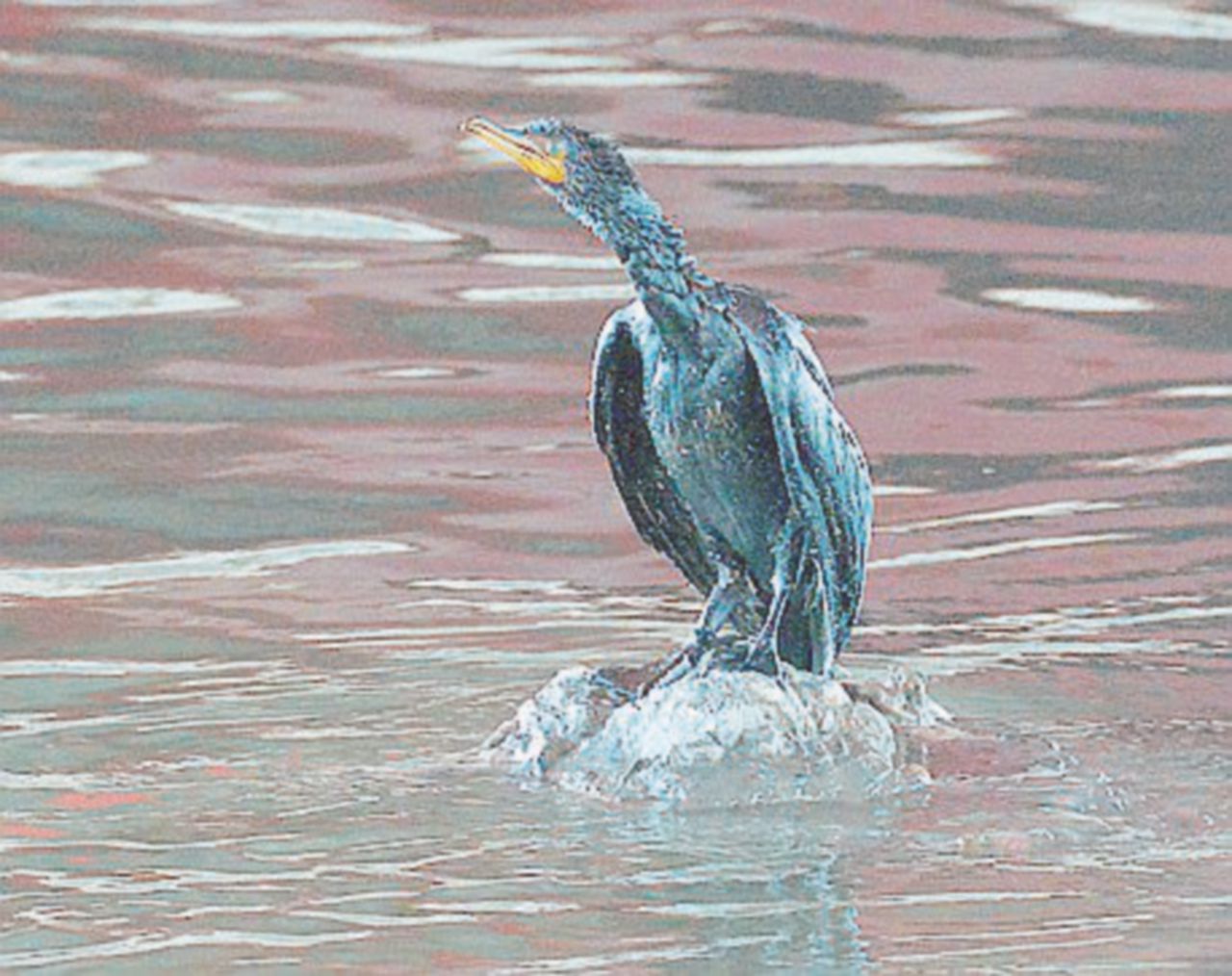 Il petrolio nel fiume Polcevera. Protezione civile: “Barriere oceaniche, si deve agire in fretta”