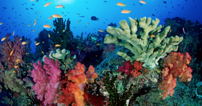 Copertina di Il riscaldamento globale divora le barriere coralline: l’allarme dell’agenzia Usa