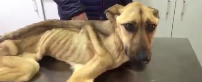 Copertina di Salvato dal baratro della morte, incredibile recupero di ‘Spaghetti’: così magro da non stare sulle zampe