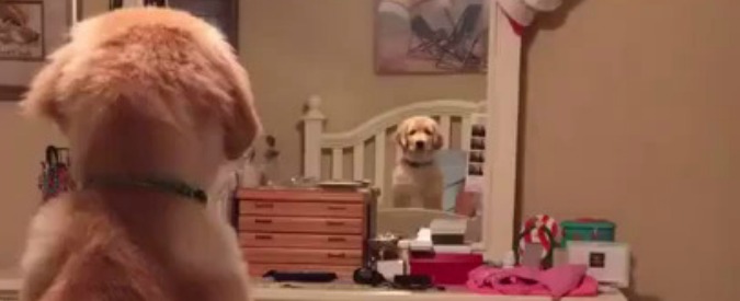Copertina di “Specchio, specchio delle mie brame”: il cane si scopre riflesso nello specchio e la reazione è esilarante