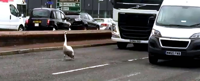 Copertina di La marcia del cigno: invade la carreggiata e blocca il traffico di Manchester