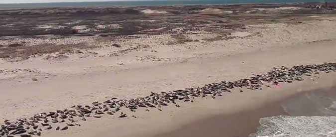 Copertina di L’invasione delle foche, migliaia invadono Monomoy. E scatta l’allarme squalo bianco