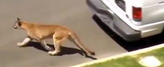 Copertina di California, “che bel gattino”… invece è un puma a spasso nel giardino di una scuola