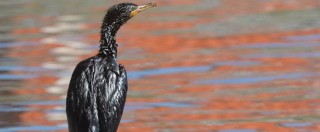 Copertina di Genova, petrolio sversato nel torrente Polcevera: anatre, aironi e papere intossicati. Ecosistema e biodiversità a rischio – FOTO