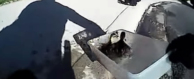 Copertina di I pulcini di mamma anatra finiscono in un tombino: il poliziotto interviene