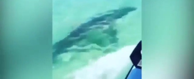 Copertina di Australia, squalo attacca una coppia sulla moto d’acqua e prova ad azzannare la gamba della donna