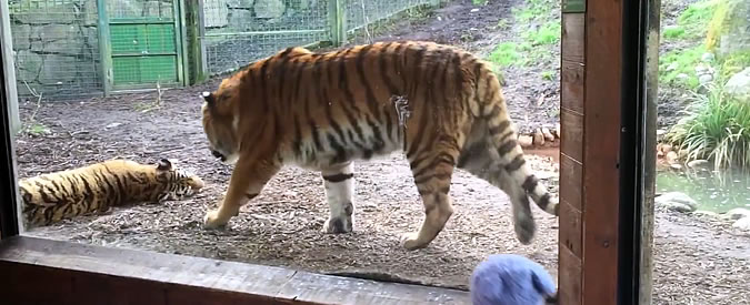 Copertina di Scherzi bestiali: tigre sveglia compagno dormiente, il ruggito spaventa tutti