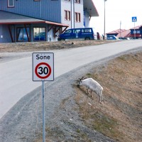 La piccola renna delle Svalbard, a Longyearbyen