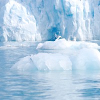 Gabbiani su un piccolo iceberg