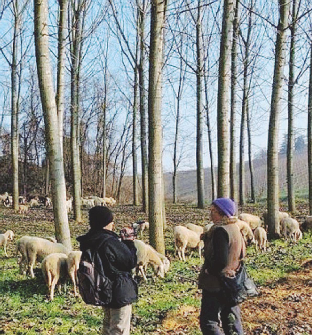 Copertina di La rivoluzione nelle campagne. Il “mal di pecora” al femminile