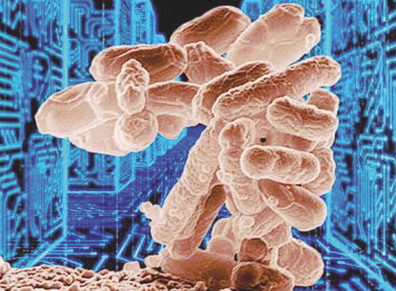 Micro-nemico - Il batterio escherichia coli ingrandito con un telescopio elettronico - Ansa È arrivato il super-batterio imbattibile