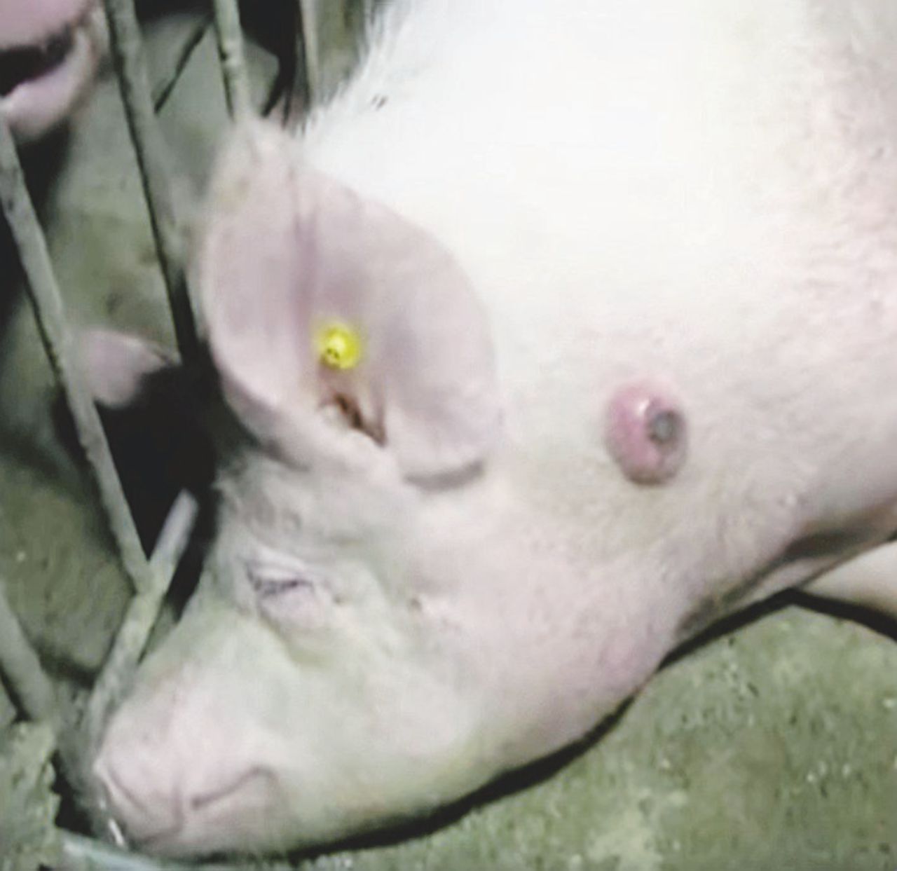 In tv - Il suino di Amadori ripreso da Report Carne e antibiotici, allarme in tavola: “Manca la ricerca”
