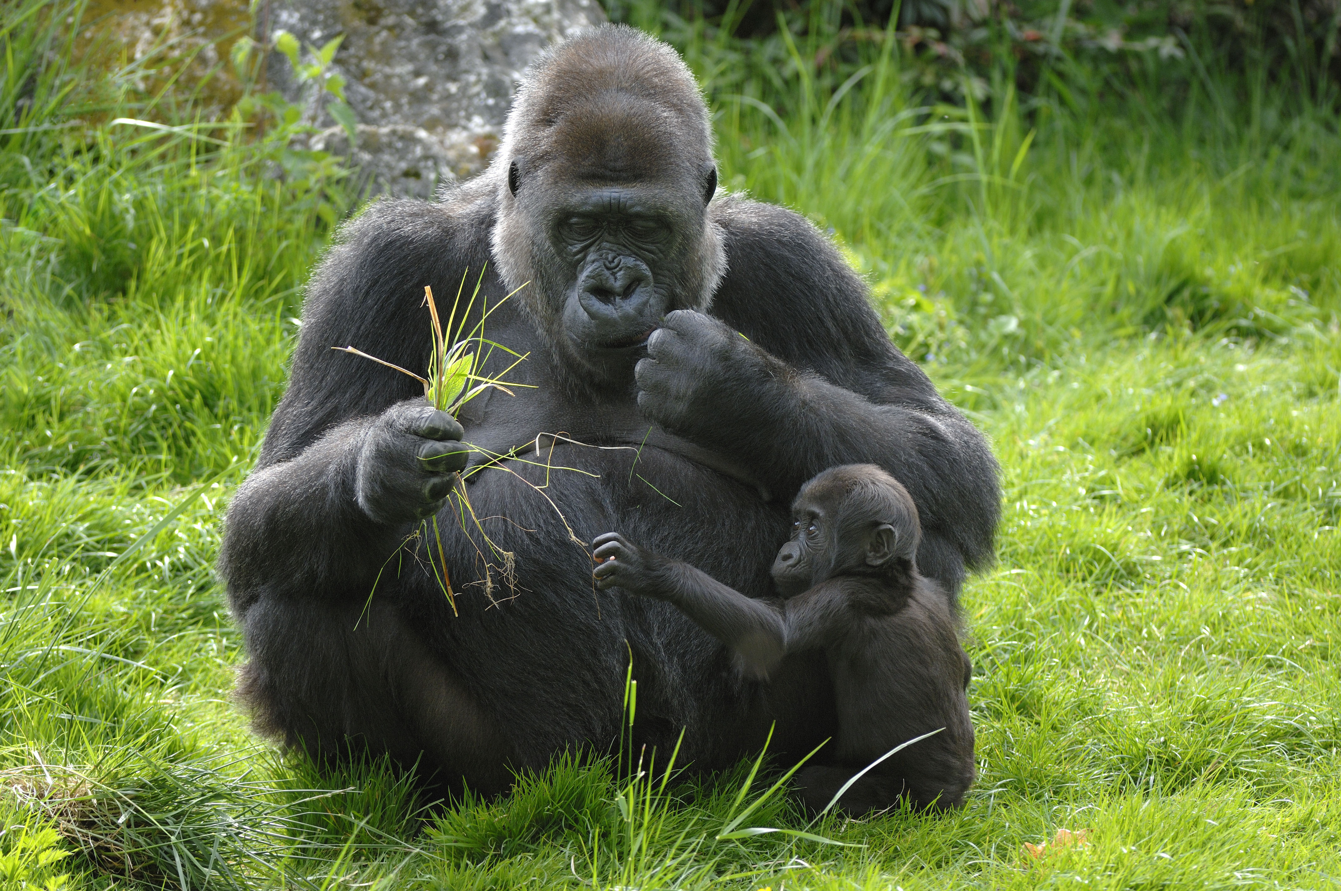 Тетя горилла если хотите стать сильными детки. Человекообразные обезьяны гориллы. Горилла и шимпанзе. Горилла, самец.