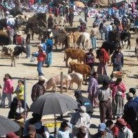 Un mercato del bestiame