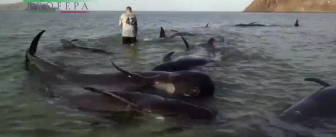 Copertina di Strage di balene in Messico: 27 spiaggiate. Moria eccezionale di sardine in Cile