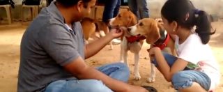 Copertina di India, beagle nati in laboratorio vedono la luce per la prima: il video è commovente