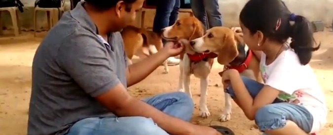 Copertina di India, beagle nati in laboratorio vedono la luce per la prima: il video è commovente
