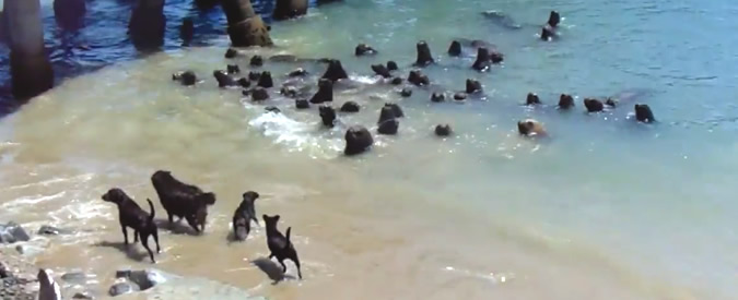 Copertina di Cani contro foche: in California branco impedisce “lo sbarco” delle otarie sulla spiaggia