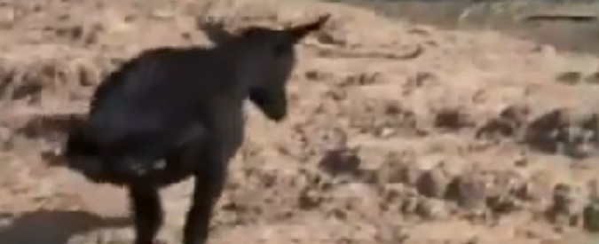 Copertina di Cina, capretta barcolla ma non molla: senza due zampe riesce a pascolare