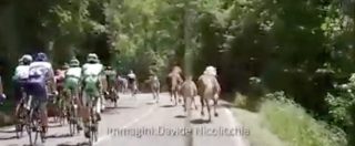 Copertina di Giro d’Italia, ciclisti inseguiti dai cavalli. L’insolita sequenza ripresa dal team Lampre Merida