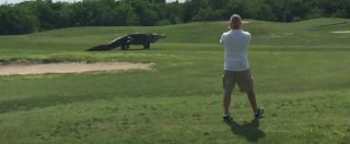 Copertina di Stati Uniti, terrore sul campo da golf: spunta un alligatore gigante