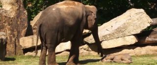 Copertina di Zoo di Praga, cucciolo non si muove: mamma elefante chiede aiuto ai custodi