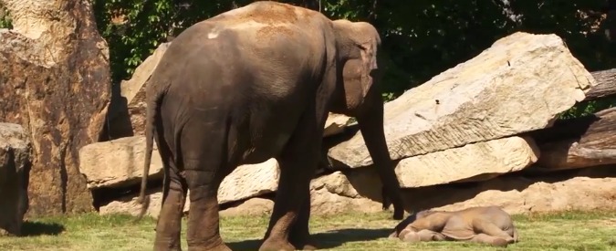 Copertina di Zoo di Praga, cucciolo non si muove: mamma elefante chiede aiuto ai custodi