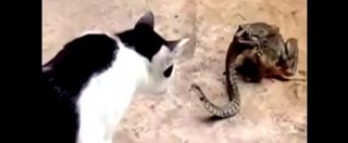 Copertina di “Io pappo te che tu pappi lui”: un gatto affronta un serpente che esce dalla bocca di un rospo