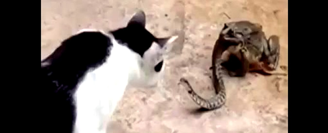 Copertina di “Io pappo te che tu pappi lui”: un gatto affronta un serpente che esce dalla bocca di un rospo