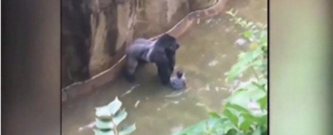 Copertina di Usa, bimbo cade nel fossato del gorilla: l’animale viene ucciso per salvare il piccolo