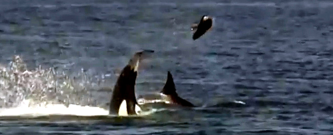 Copertina di California, orca assassina lancia in aria una foca: sta insegnando al suo piccolo come cacciare