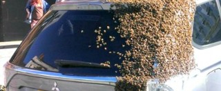 Copertina di Un esercito di api attacca una Mitsubishi Outlander PHEV per liberare la Regina – VIDEO