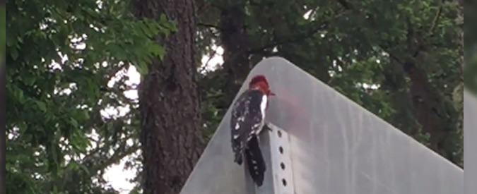 Copertina di Picchio confuso: scambia cartello stradale per albero. E cerca disperato di bucarlo