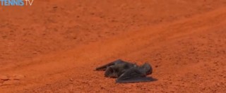 Copertina di Wta Madrid 2016, l’invasore di campo è un pipistrello: Mayer lo soccorre