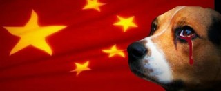 Copertina di Cina, torna il festival della carne di cane. Due milioni e mezzo di persone firmano petizione per la chiusura
